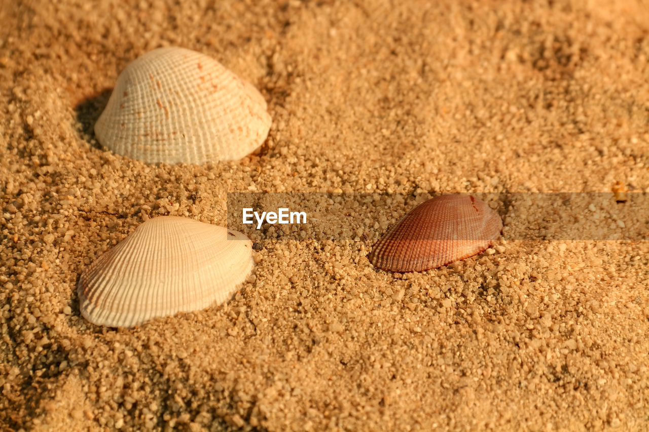 land, sand, beach, shell, nature, no people, animal wildlife, close-up, animal, seashell, animal shell, food, brown, outdoors, day, animal themes, beauty in nature, high angle view, textured, sea, backgrounds