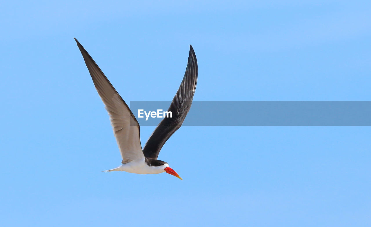 BIRD FLYING IN SKY