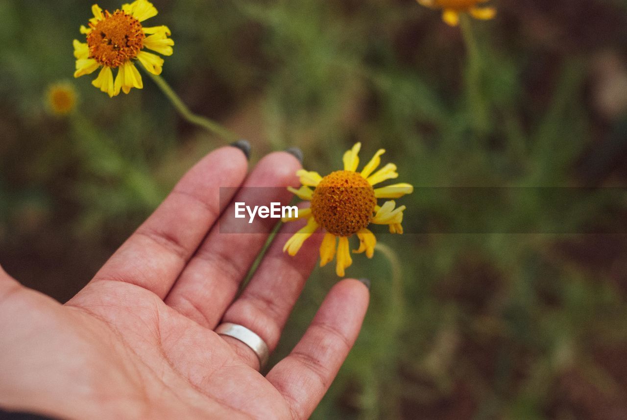 flower, flowering plant, yellow, hand, plant, freshness, beauty in nature, nature, one person, fragility, close-up, flower head, holding, macro photography, wildflower, growth, focus on foreground, finger, petal, outdoors, inflorescence, lifestyles, personal perspective, day, touching, meadow, daisy, adult, leaf