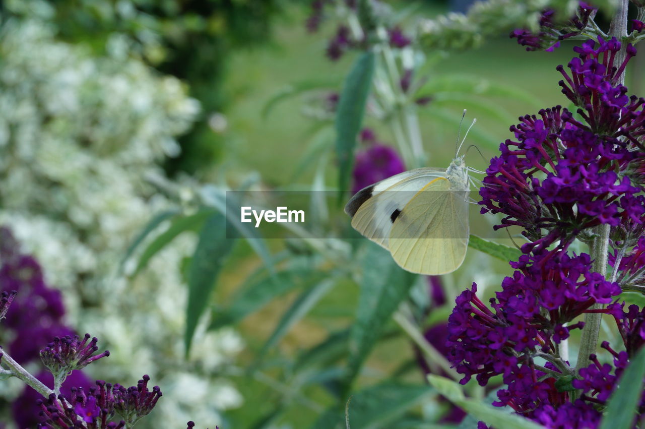 BUTTERFLY ON PURPLE FLOWER