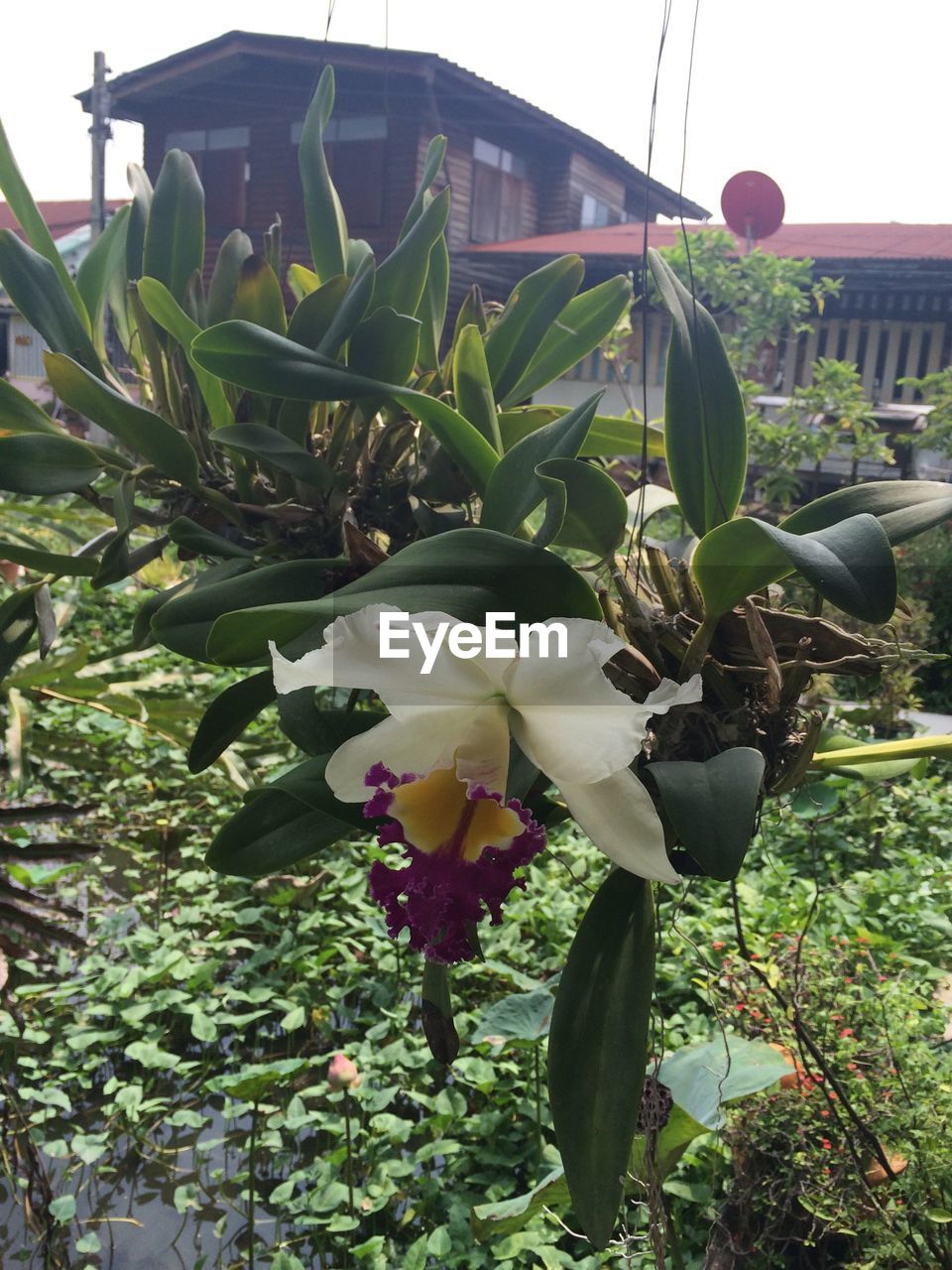 Flower blooming in backyard