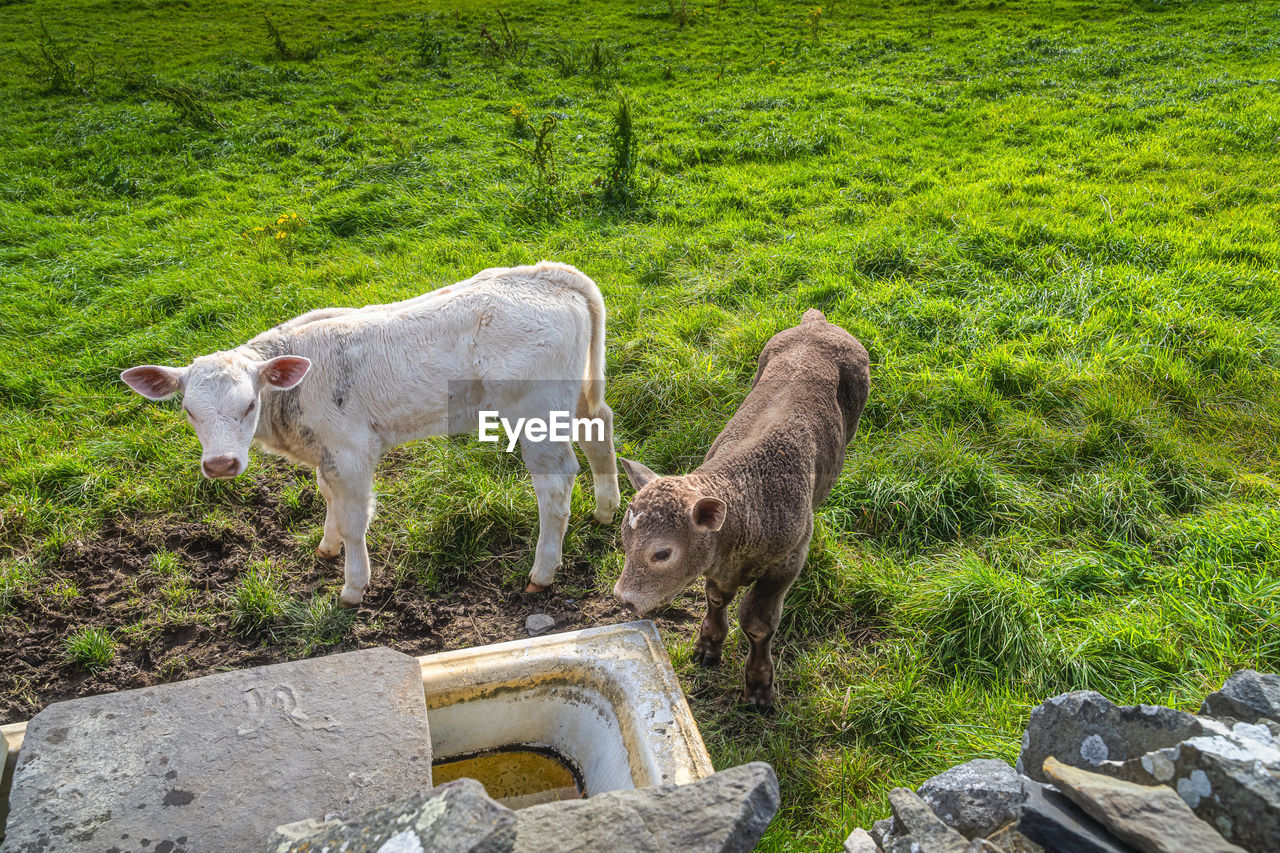 Two young calves standing next to watering place, cliffs of moher, ireland