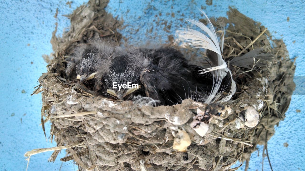 Close-up of nest