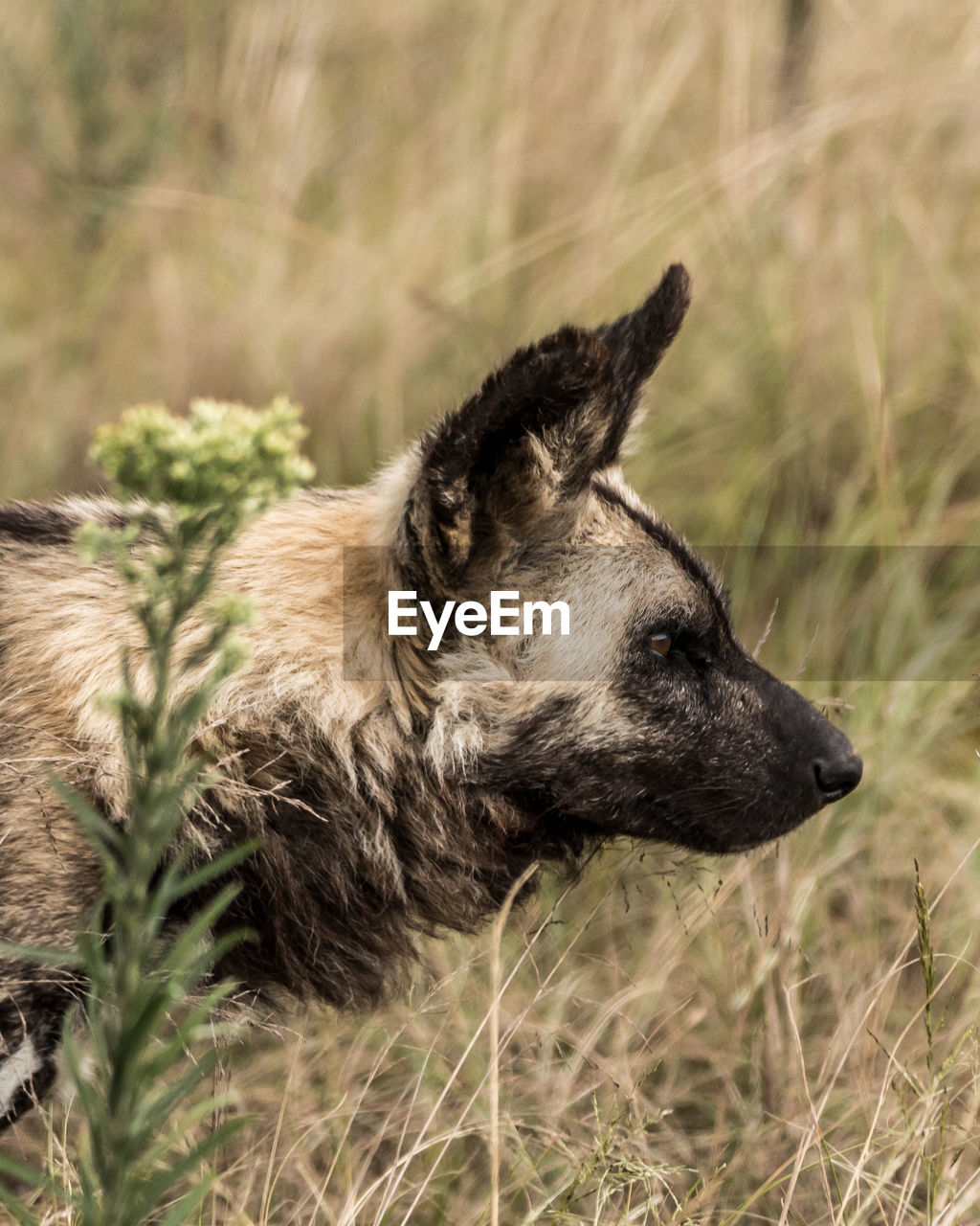 CLOSE-UP OF A DOG LOOKING AWAY ON FIELD