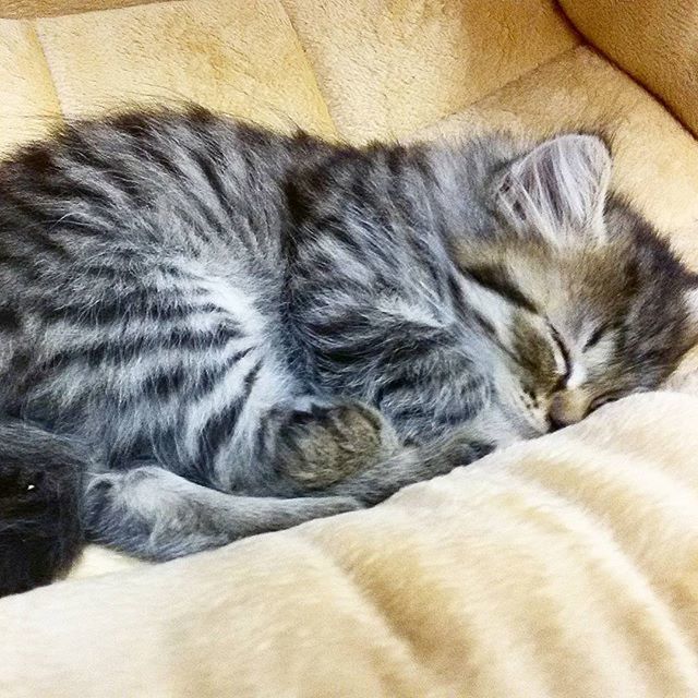 CAT SLEEPING ON THE FLOOR