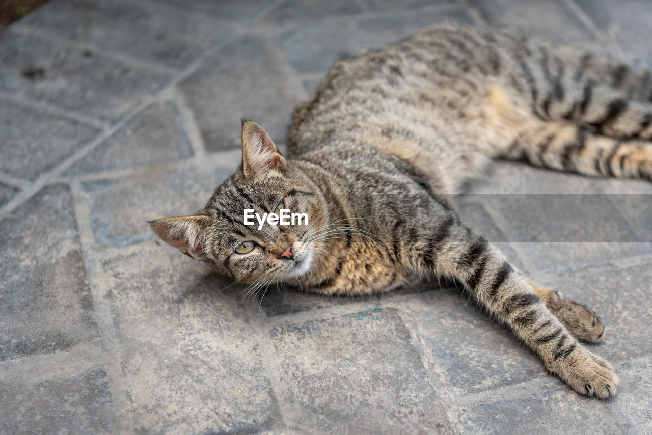 HIGH ANGLE VIEW OF CAT LYING ON FLOOR