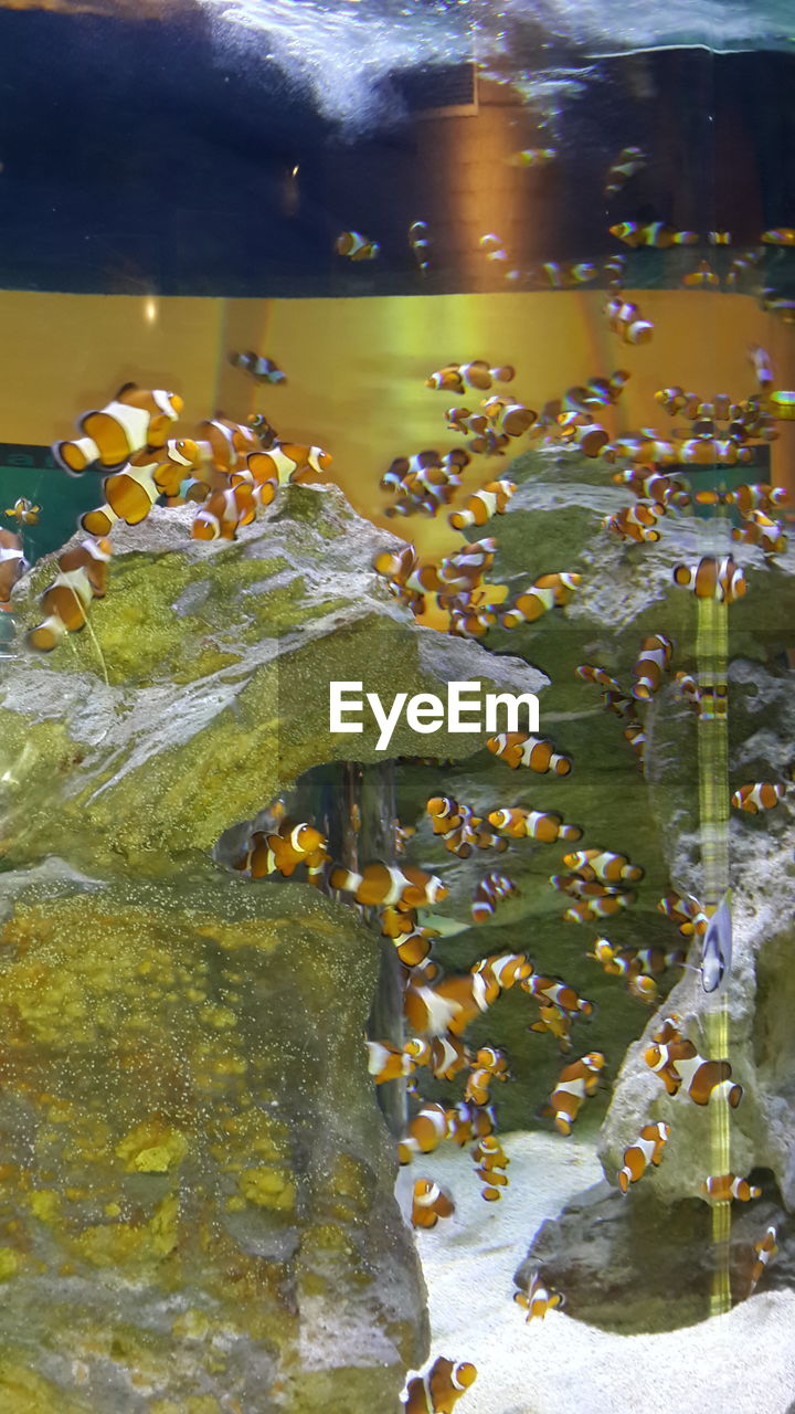 HIGH ANGLE VIEW OF FLOWERS AND WATER