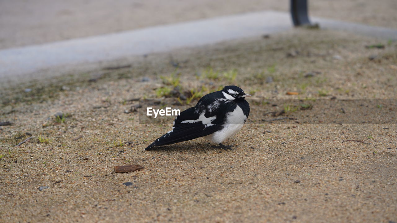 animal themes, animal, bird, animal wildlife, wildlife, one animal, no people, nature, day, land, black, outdoors, sand, full length