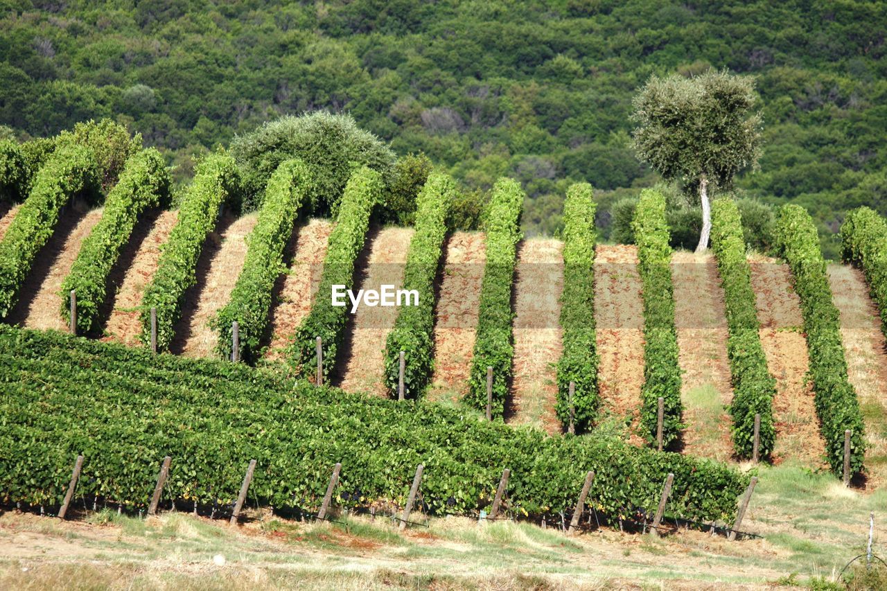 High angle view of vineyard