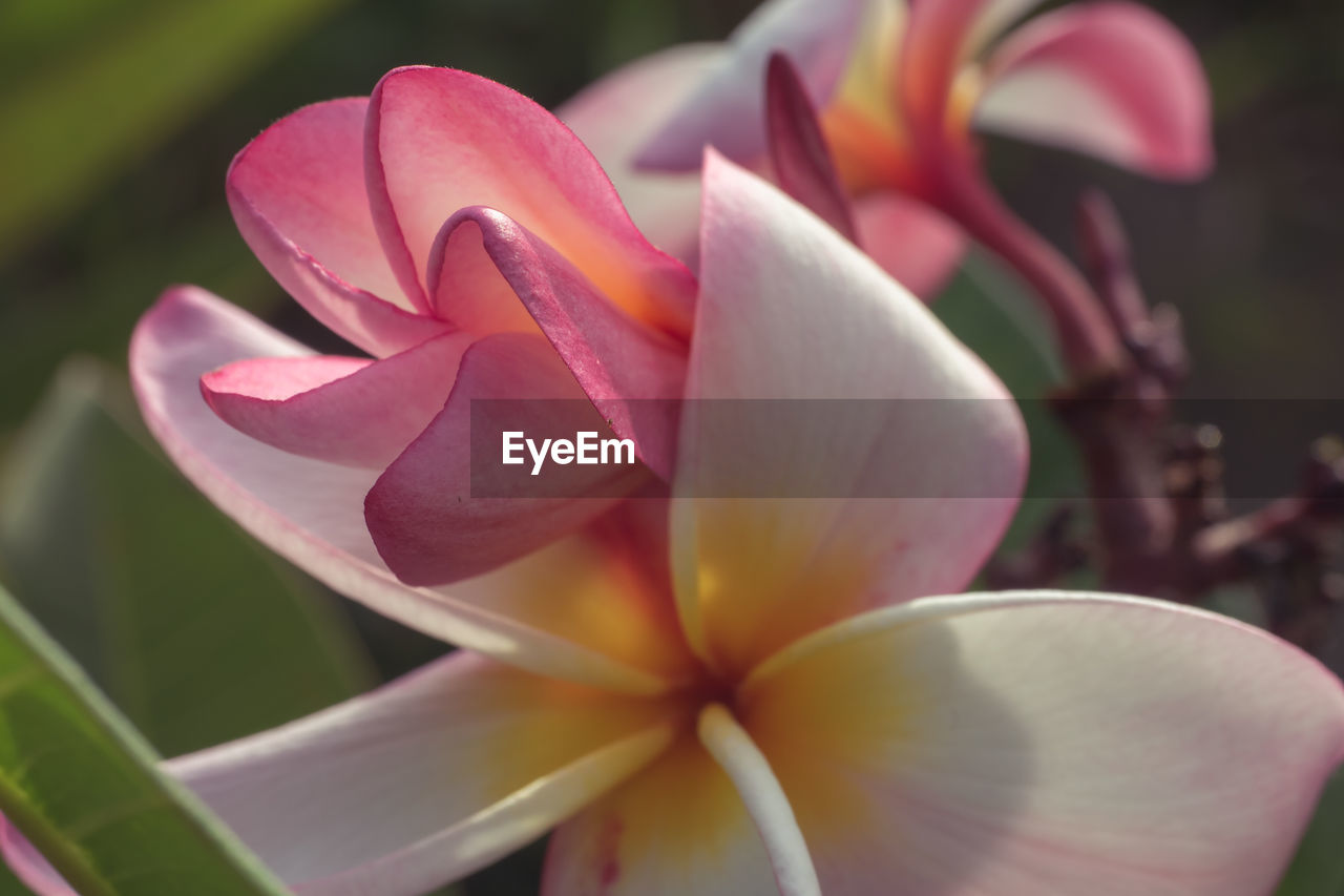 CLOSE-UP OF PINK FRANGIPANI FLOWER