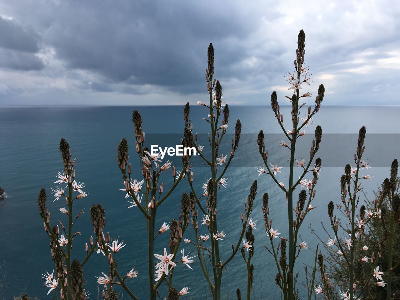 PLANTS GROWING ON SEA AGAINST SKY