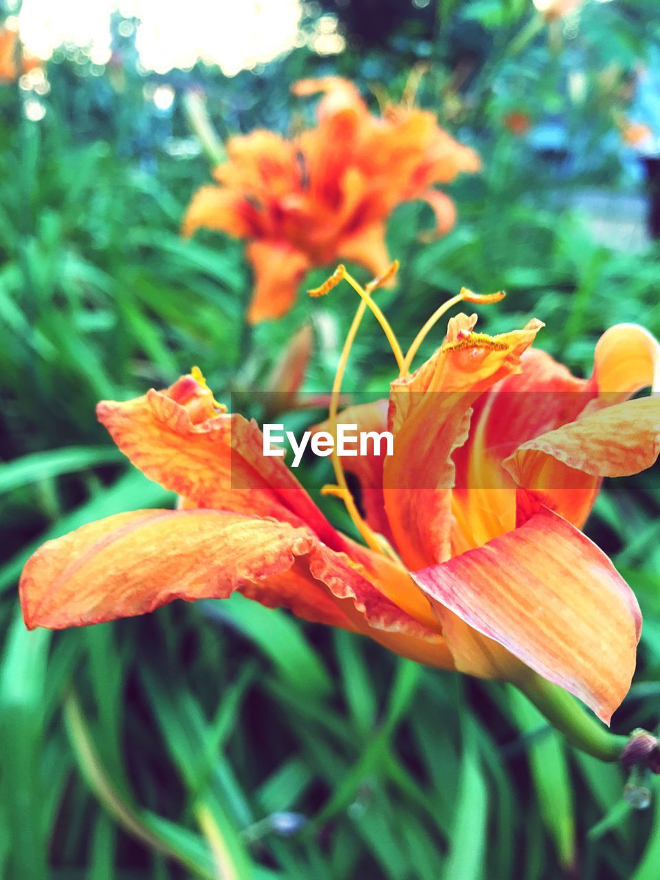 Close-up of red flower