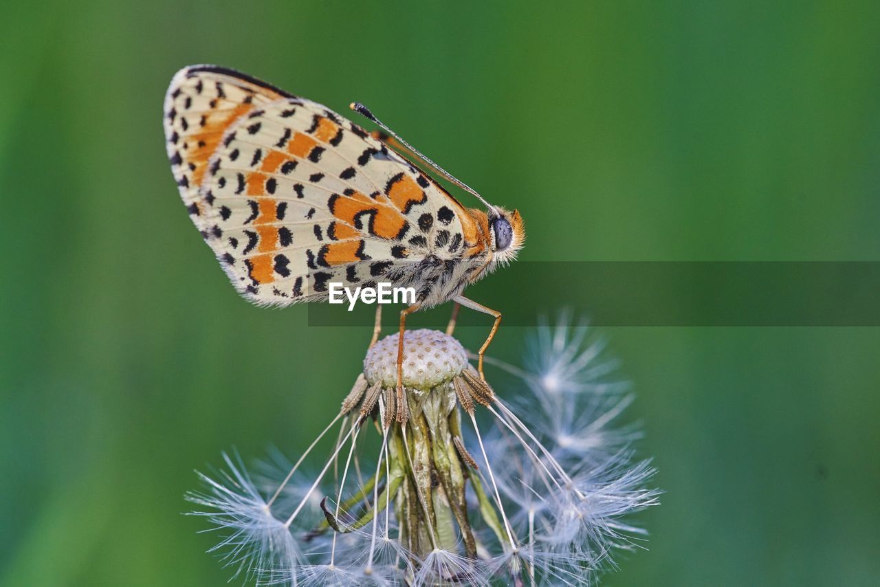 BUTTERFLY POLLINATING ON FLOWER