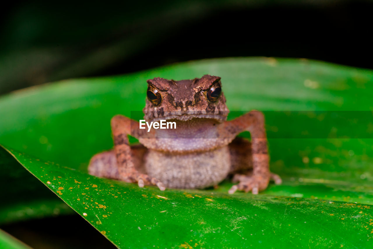 CLOSE-UP OF FROG