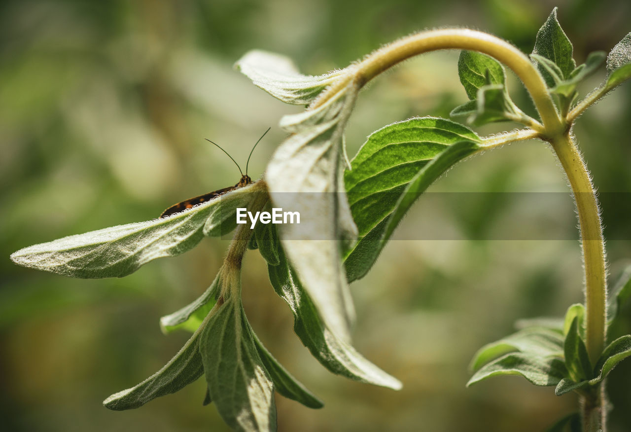 CLOSE-UP OF GREEN PLANT ON LEAF