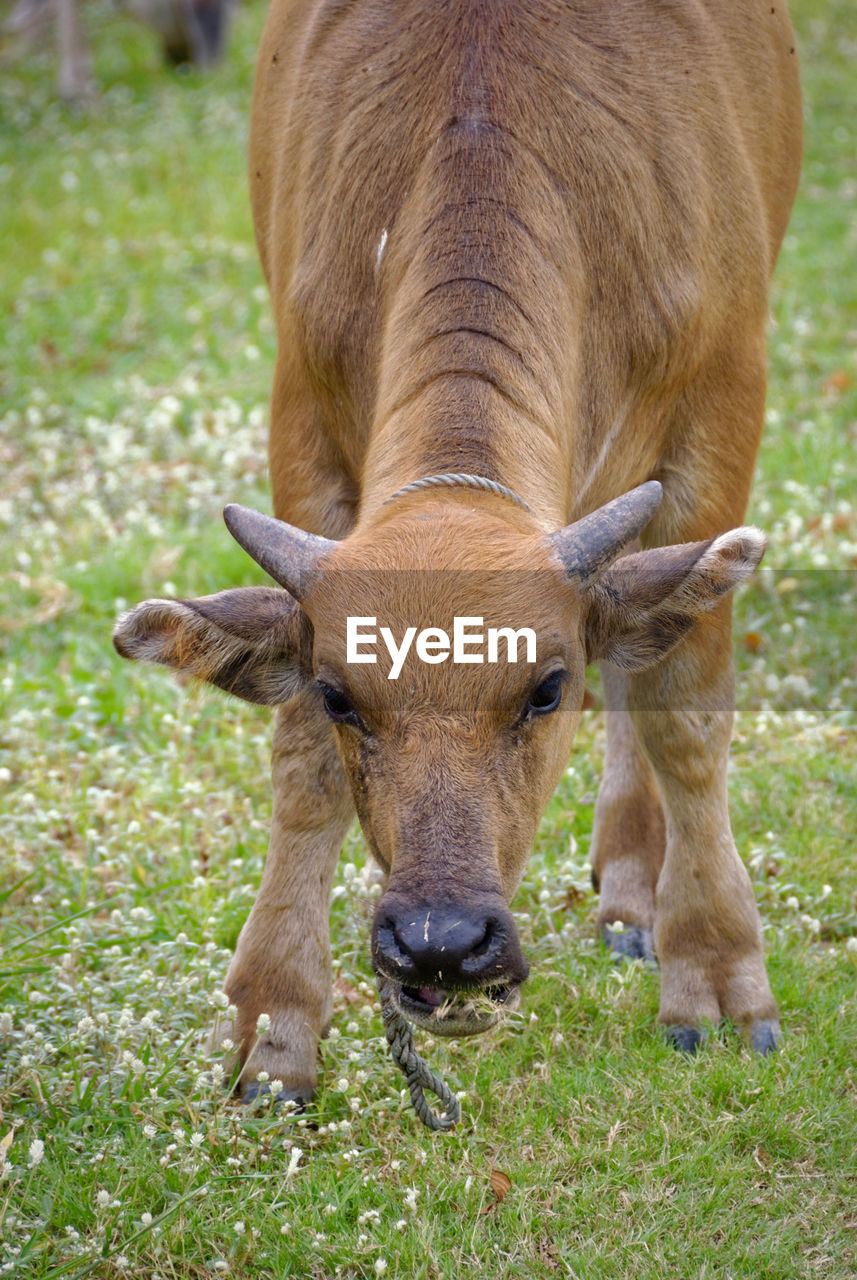 Cow grazing on grassy landscape