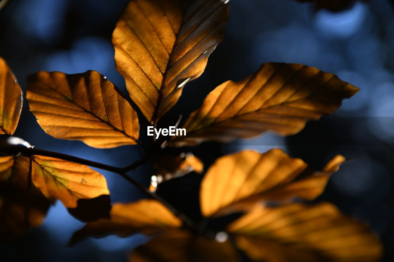 CLOSE-UP OF MAPLE LEAVES