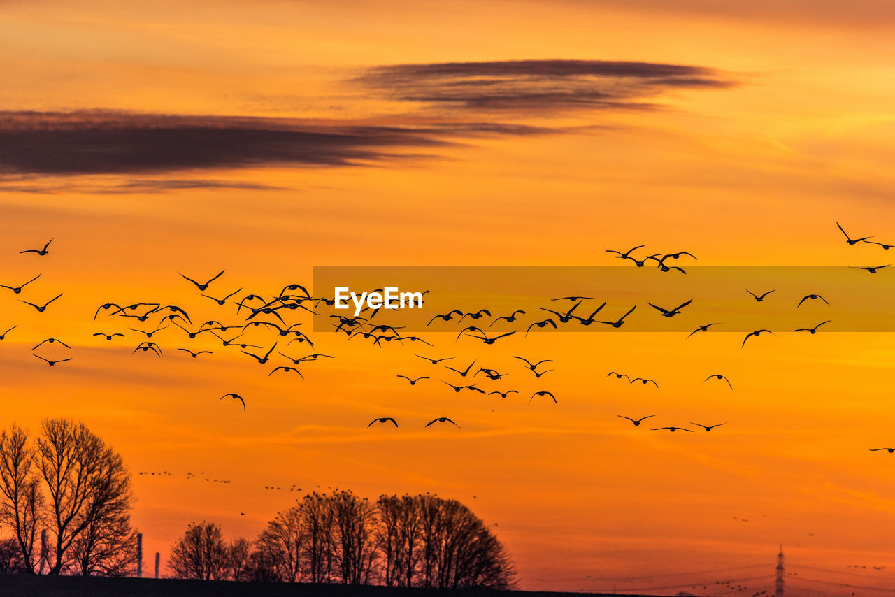 Flock of birds flying against sky during sunset