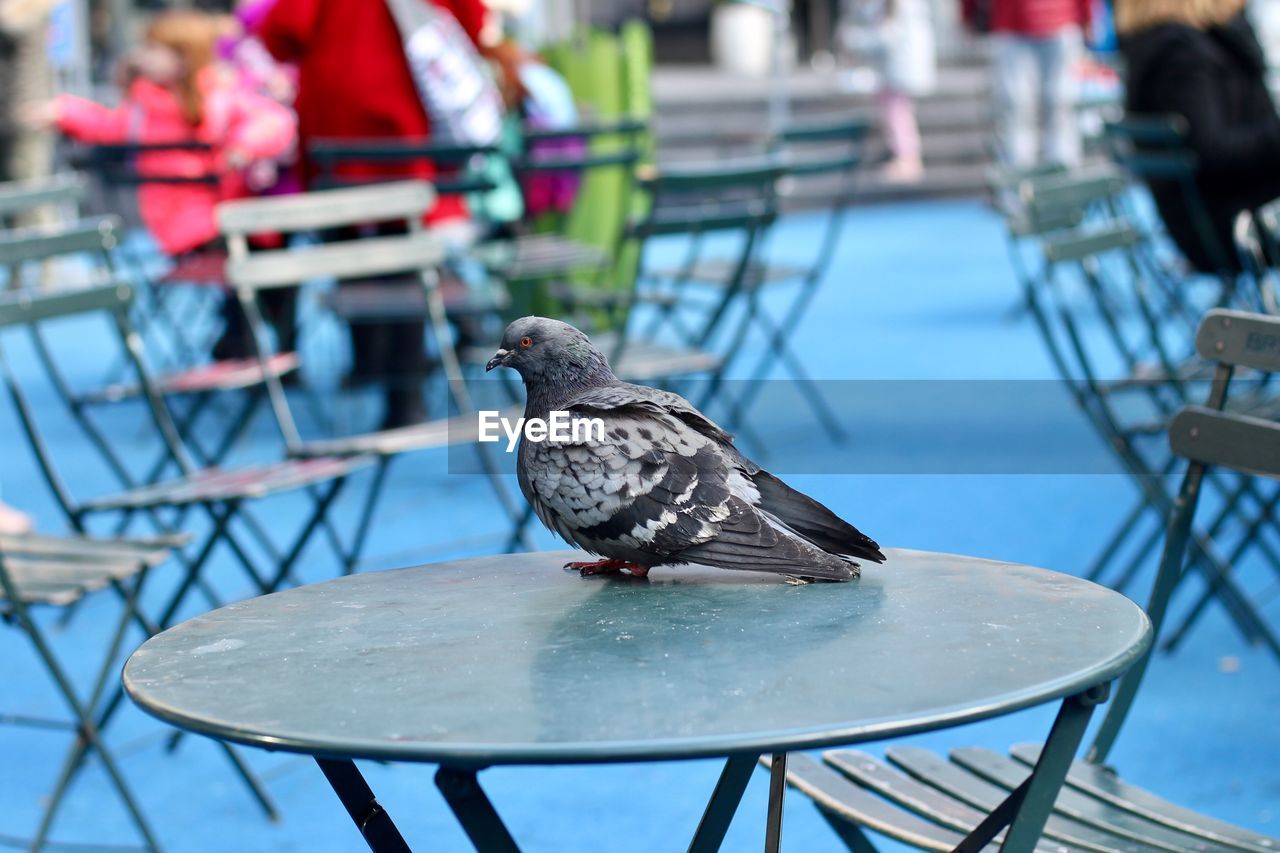 Close-up of pigeon perching on table at sidewalk cafe