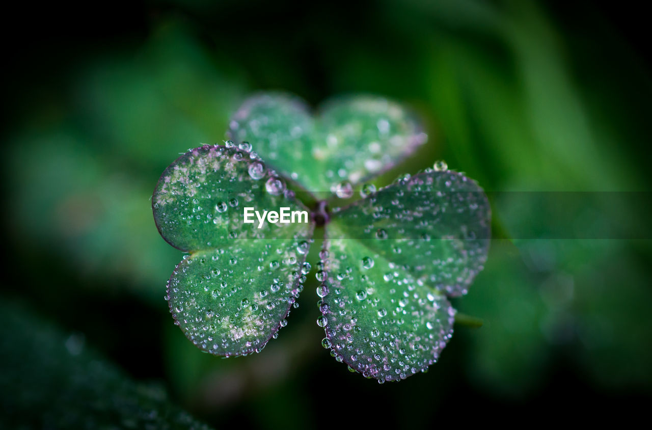 Close-up of wet plant