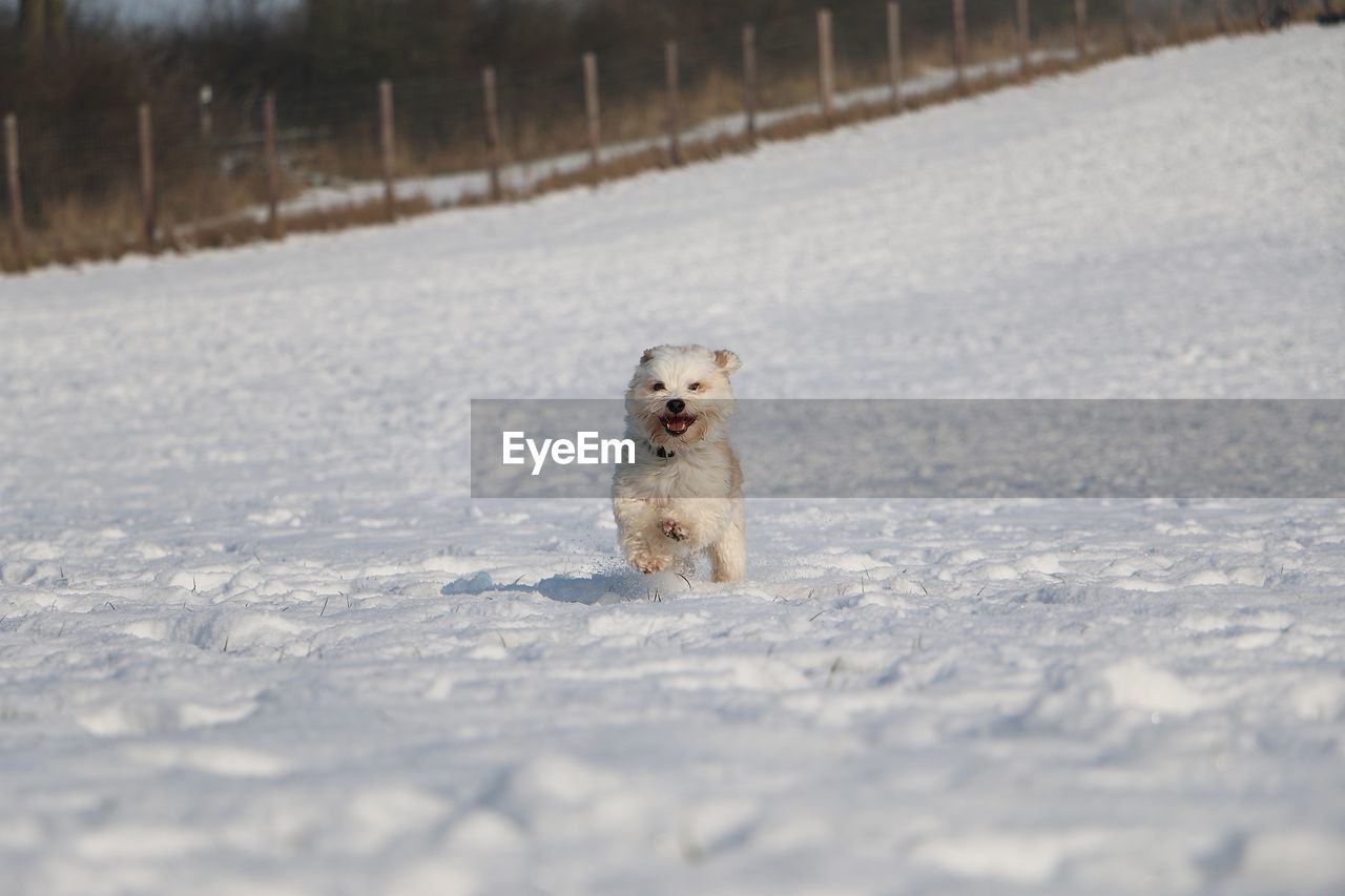 PORTRAIT OF DOG ON SNOW COVERED FIELD