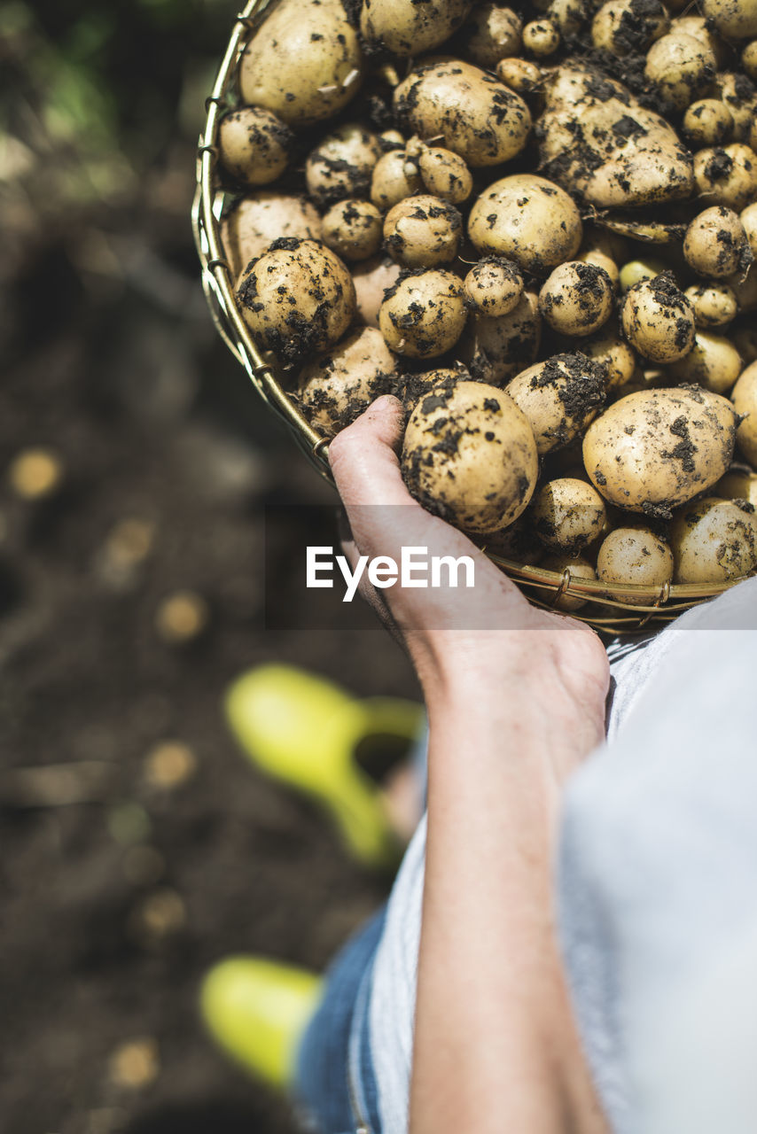 High angle view of woman holding potatoes in basket