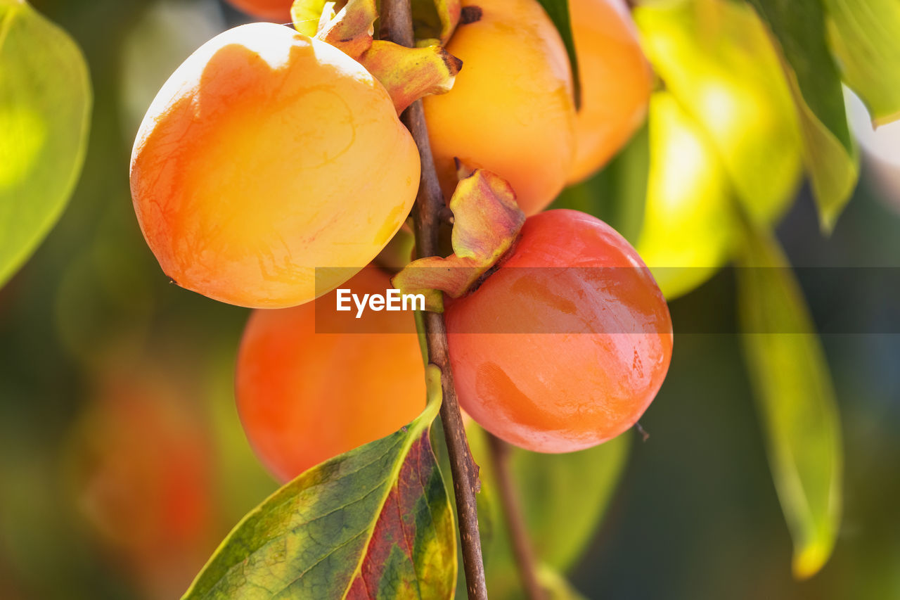 CLOSE-UP OF FRESH ORANGE FRUIT