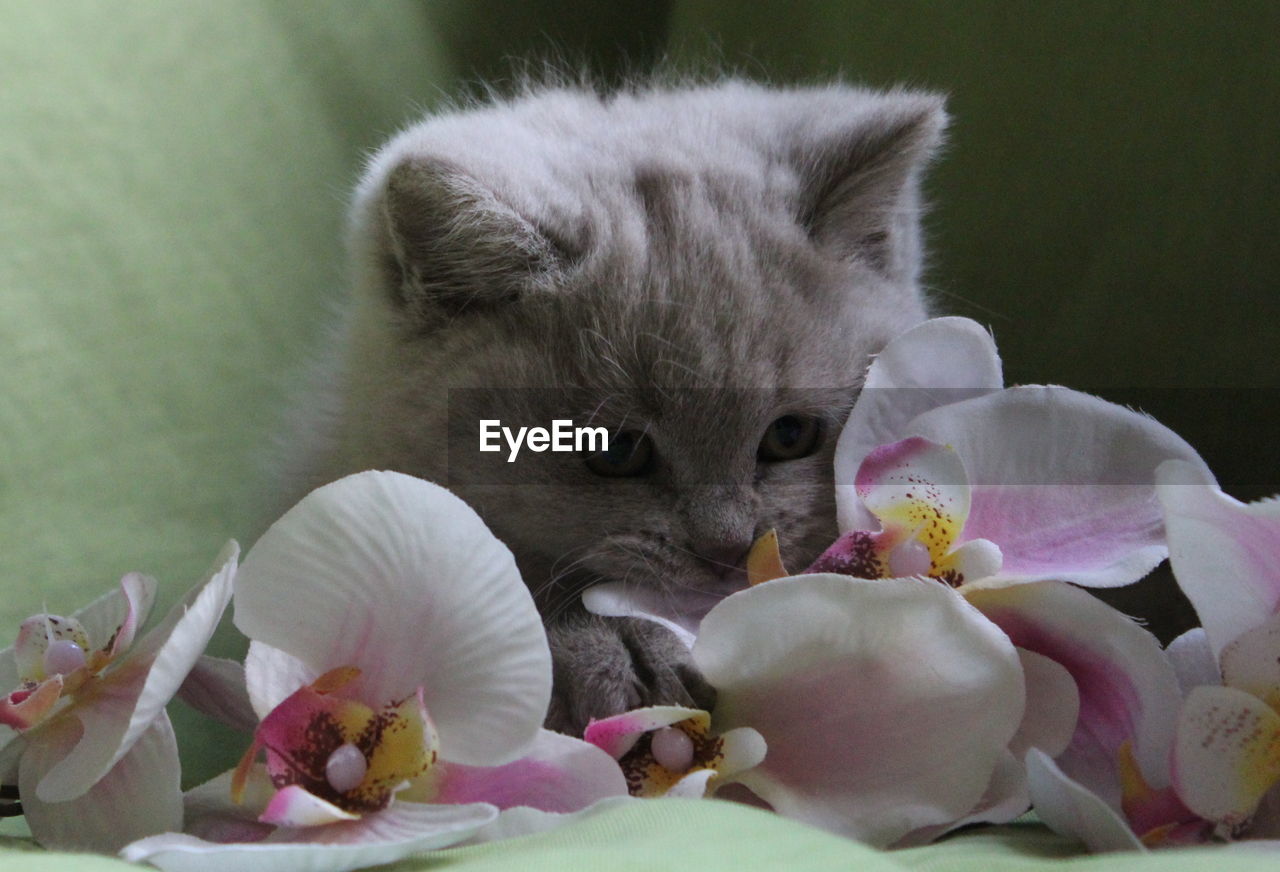 Close-up of british shorthair kitten with orchid flowers