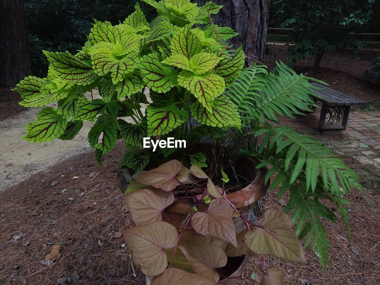 CLOSE-UP OF PLANTS