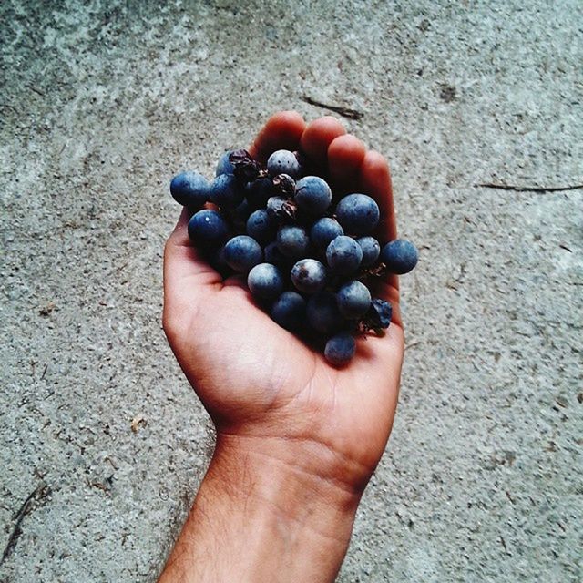 CLOSE-UP OF GRAPES