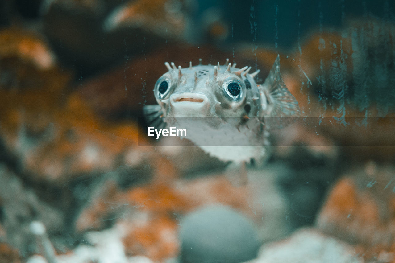 Close-up of fish swimming in sea