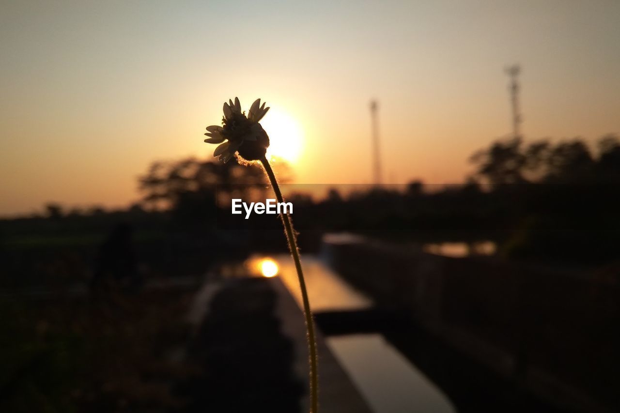 Close-up of silhouette flowering plant against sky during sunset