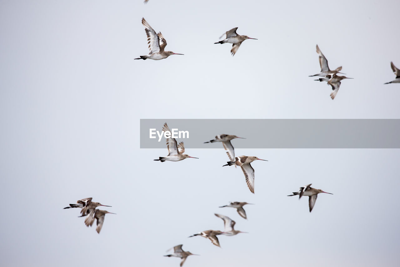 Low angle view of birds flying in sky