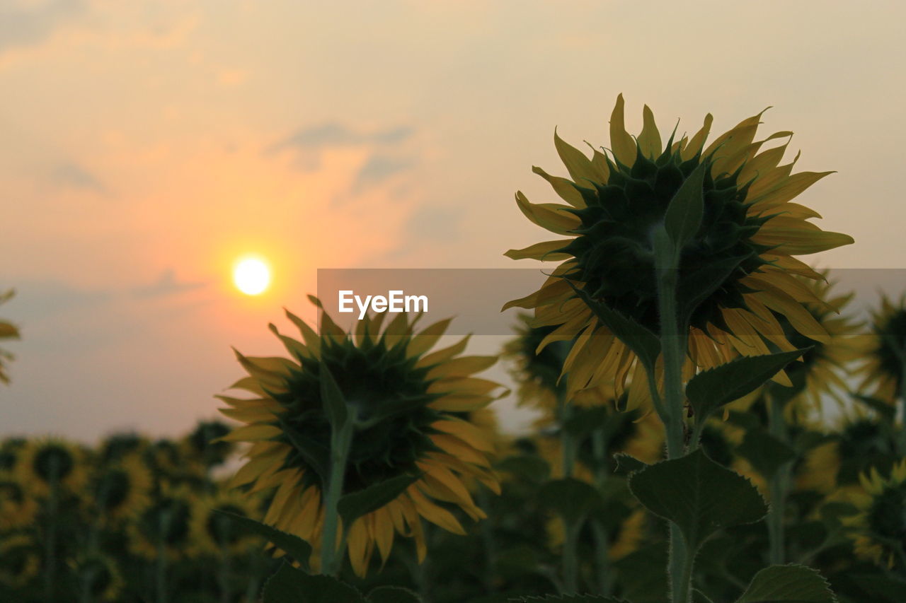 CLOSE-UP OF SUNFLOWER ON PLANT AGAINST SKY DURING SUNSET