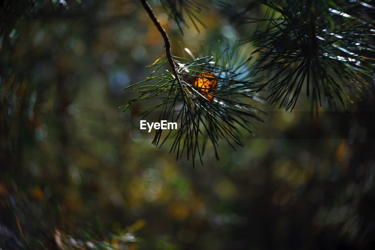 CLOSE-UP OF PINE CONE ON TREE