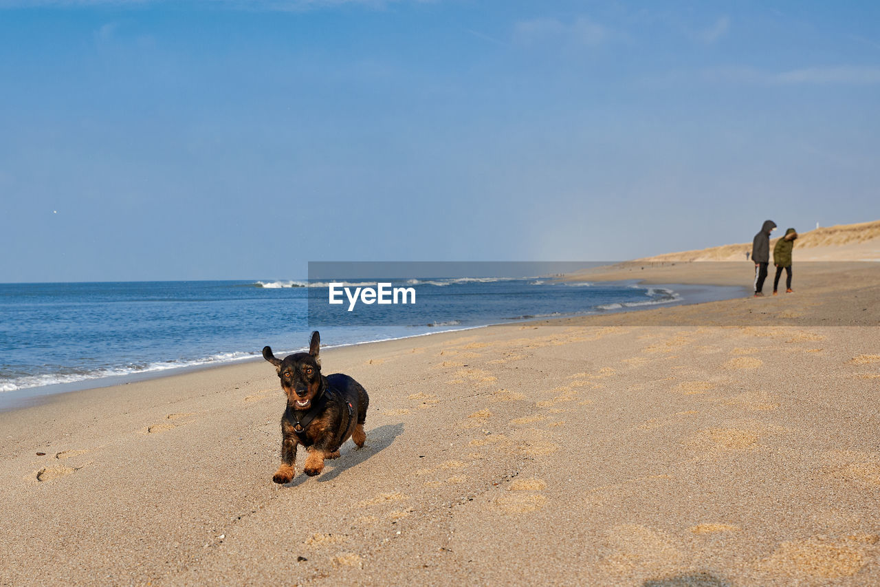 DOG STANDING ON BEACH