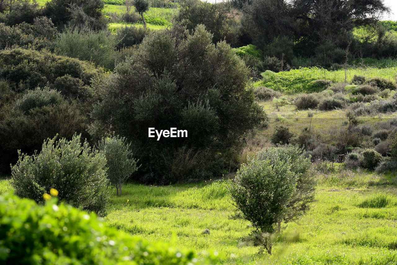 VIEW OF TREES GROWING IN FIELD