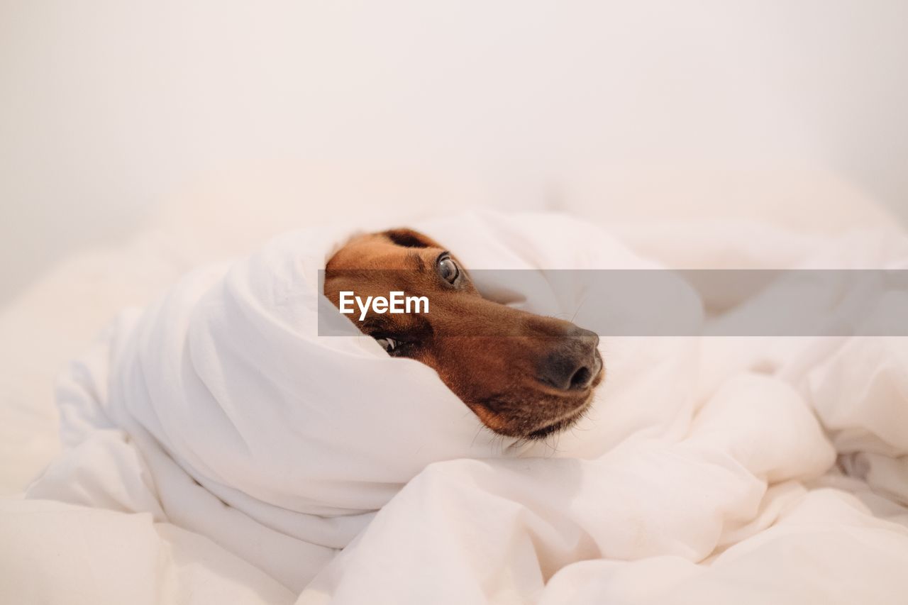 Portrait of dog lying on bed