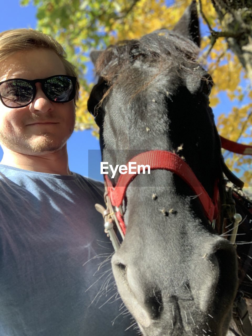 PORTRAIT OF HORSE WEARING SUNGLASSES