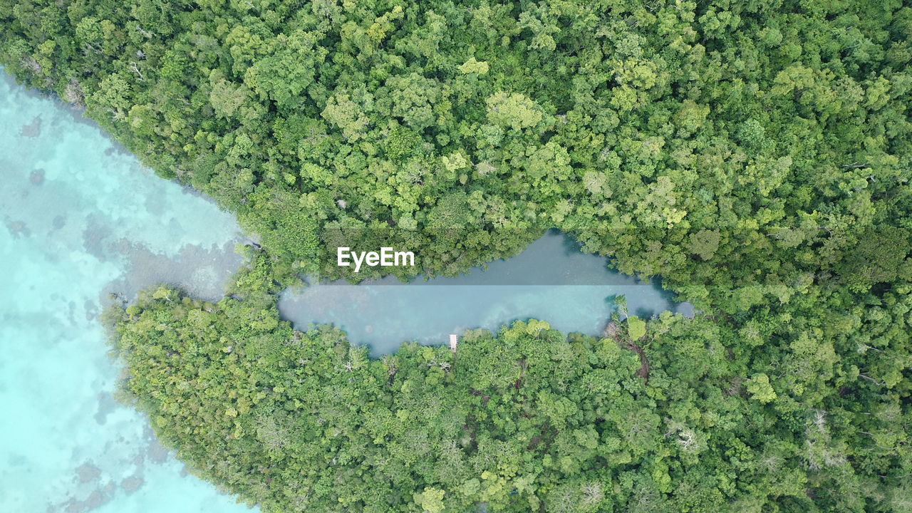 HIGH ANGLE VIEW OF GREEN LEAF IN WATER