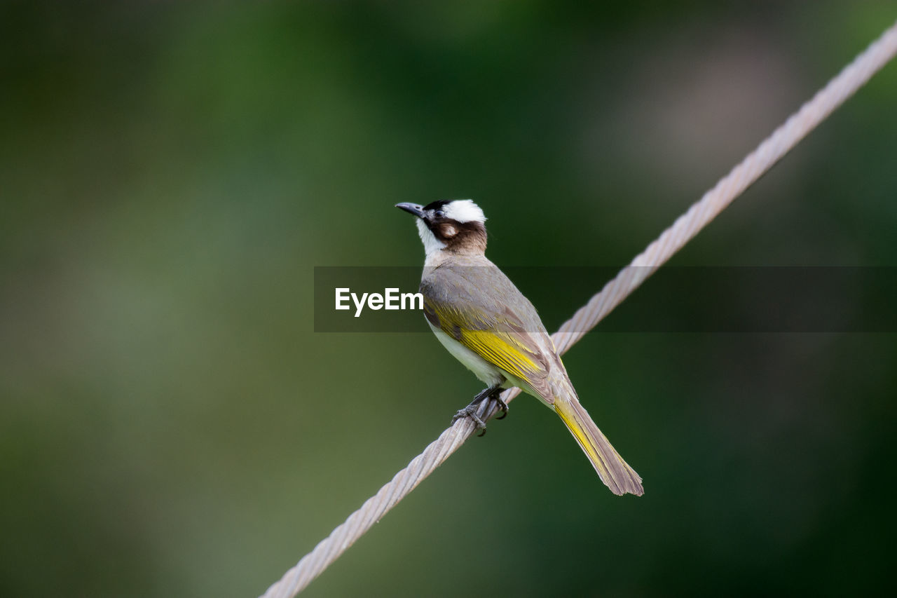 CLOSE-UP OF A BIRD PERCHING ON BRANCH