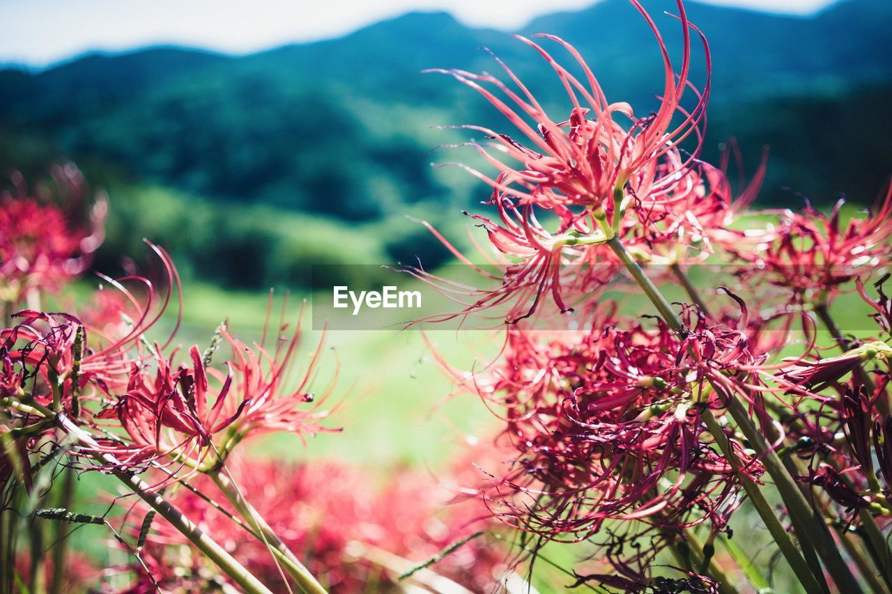 CLOSE-UP OF RED FLOWERS BLOOMING ON PLANT