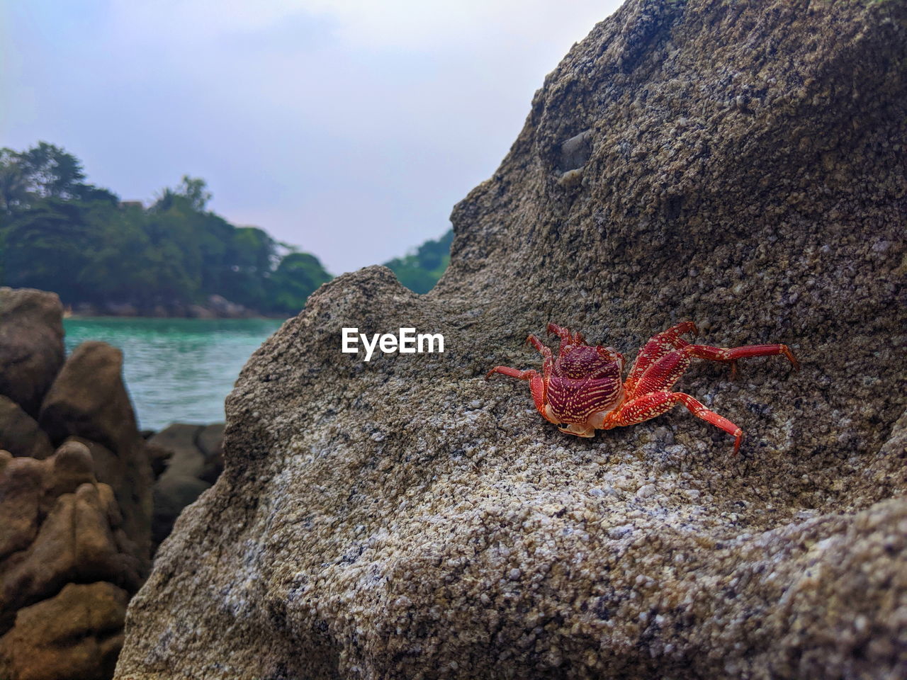 CLOSE-UP OF CRAB ON ROCK BY SEA