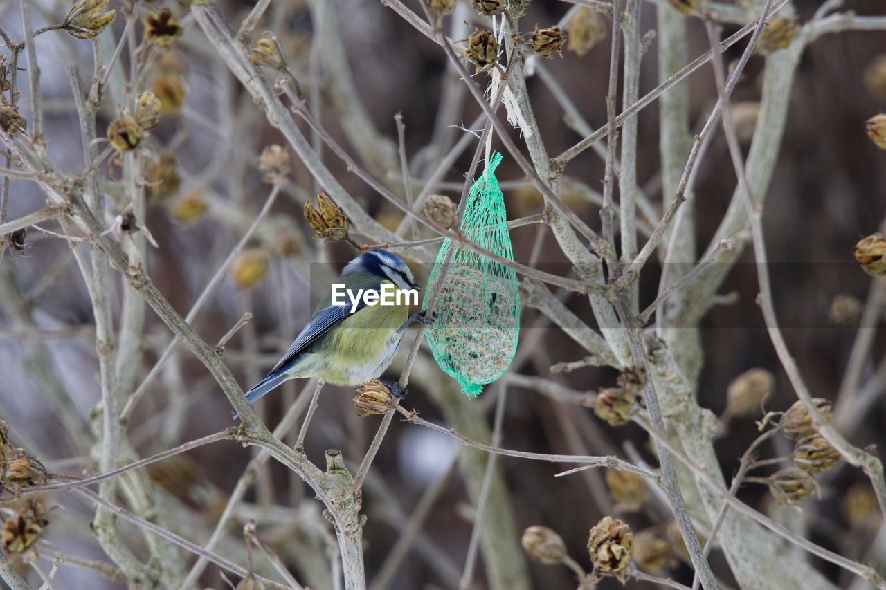 Bird perching on branch