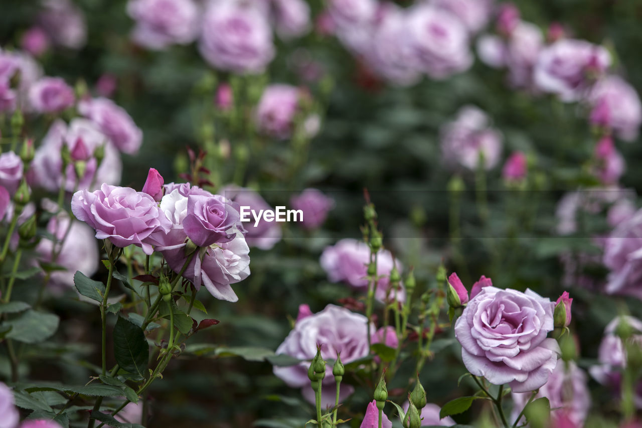 Purple roses blooming in park