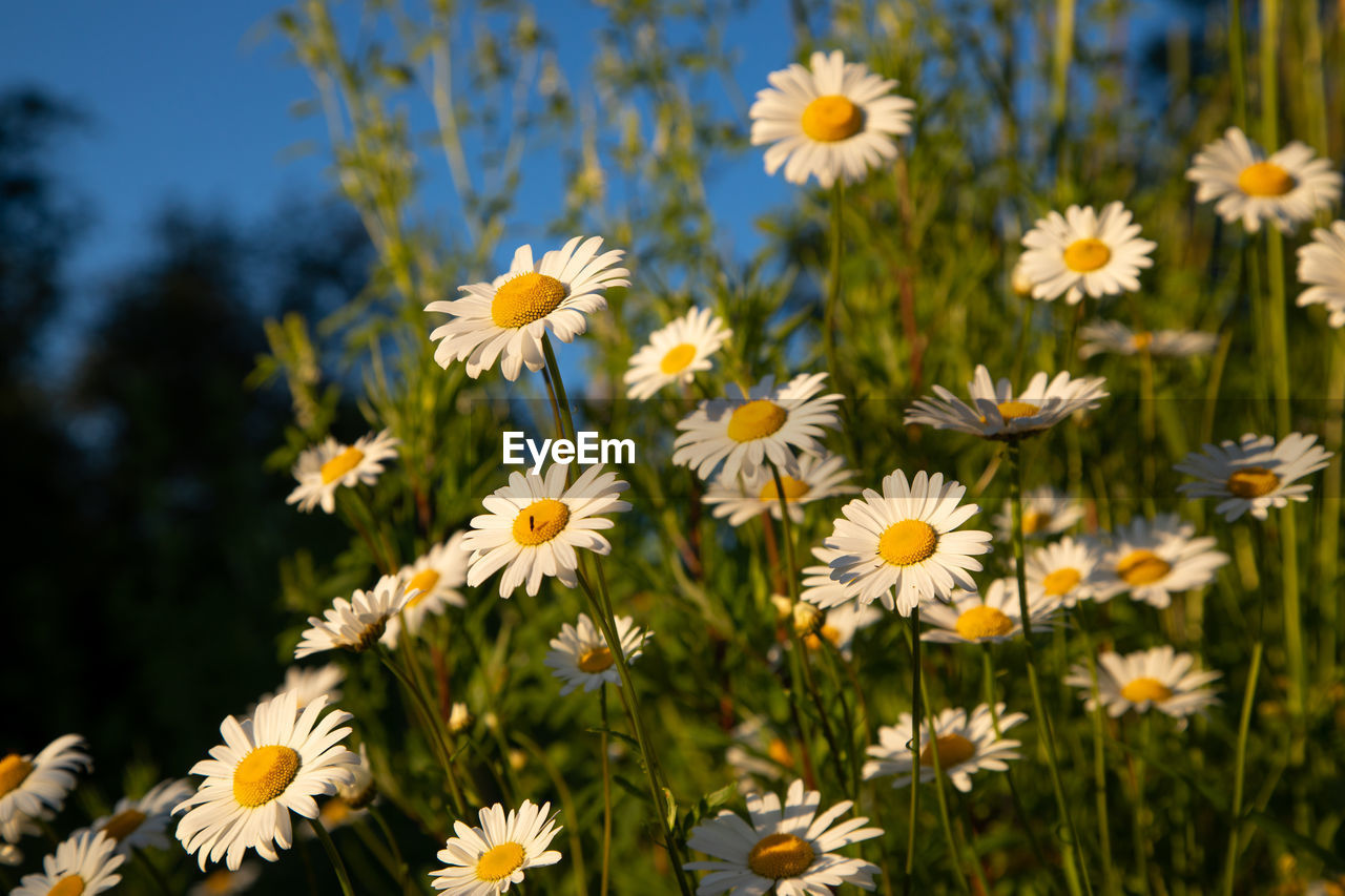 CLOSE-UP OF DAISIES