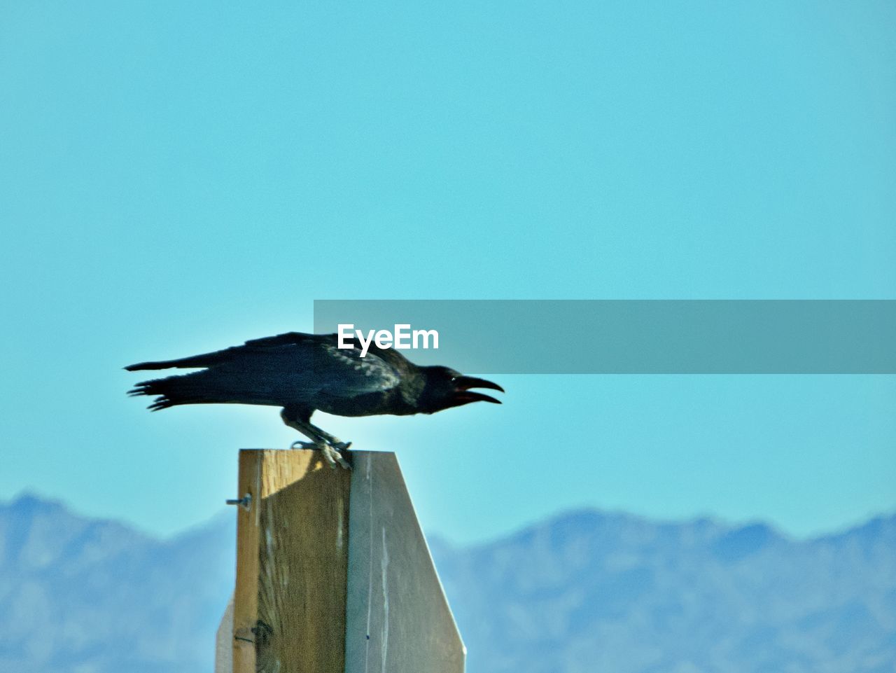 Bird perching on wooden post against sky