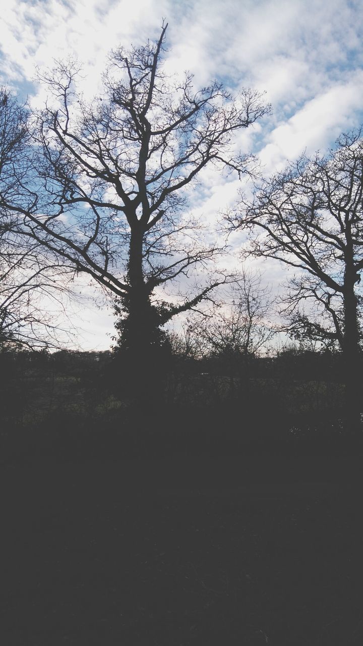 CLOSE-UP OF SILHOUETTE TREE AGAINST SKY