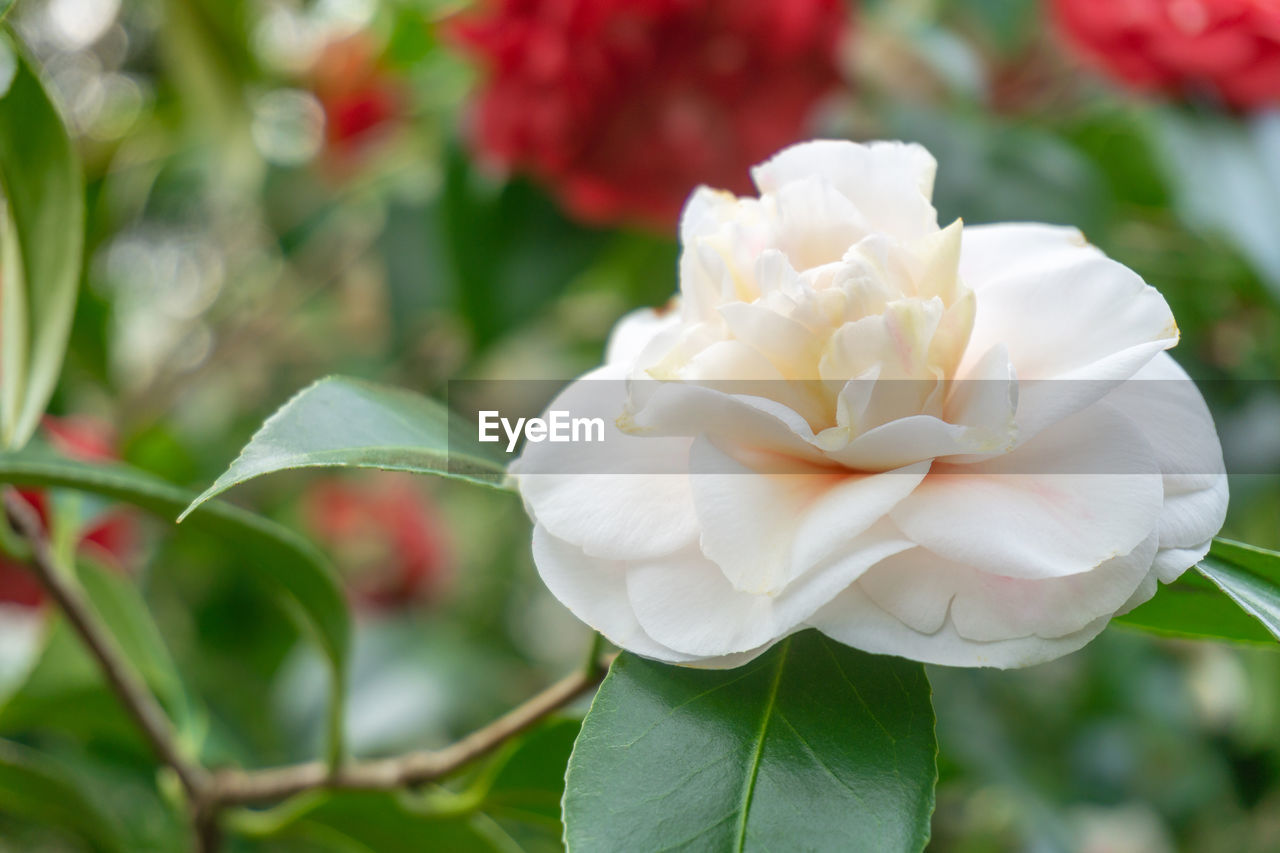 CLOSE-UP OF WHITE ROSES