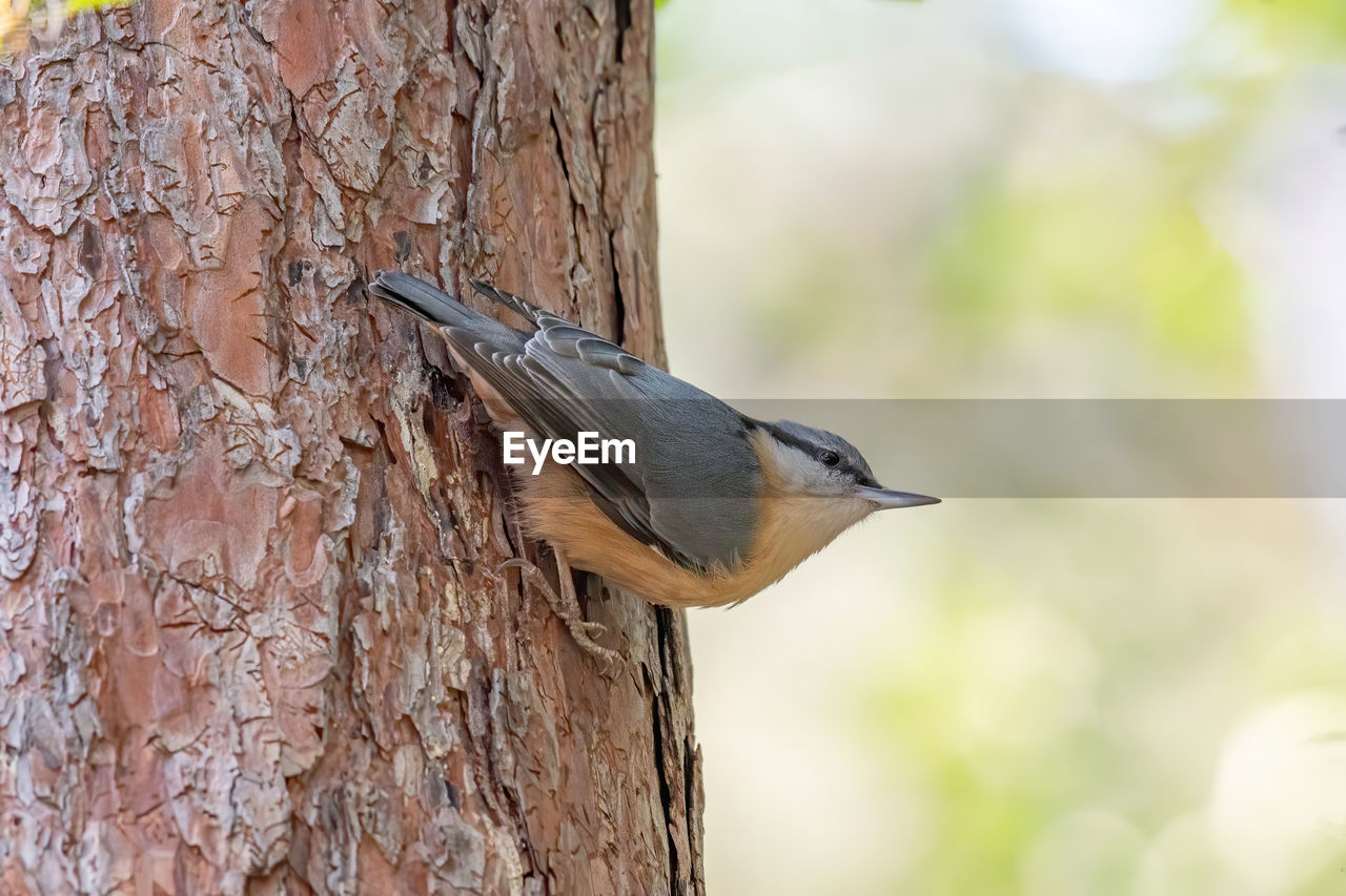CLOSE-UP OF BIRD PERCHING ON TREE